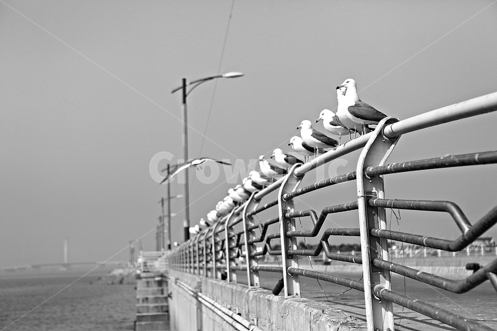 갈매기,새,조류,자연,풍경,배경,동물,animal,조류,새,birds,흑백,모노톤,monochrome,black and white