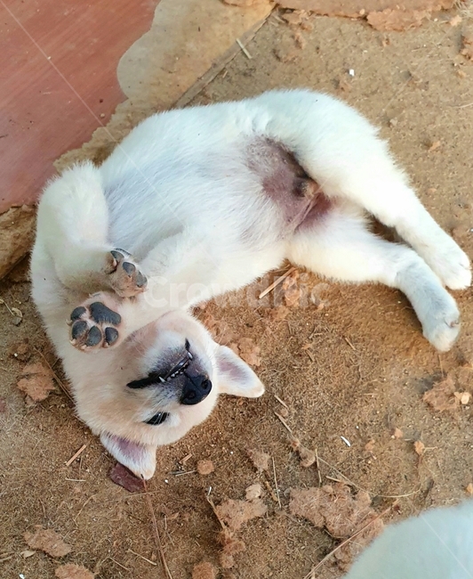 동물,강아지,귀여움,새끼,개,puppy,bark,dog,이빨,발톱,으르렁,4발,물기,핥기,꼬리