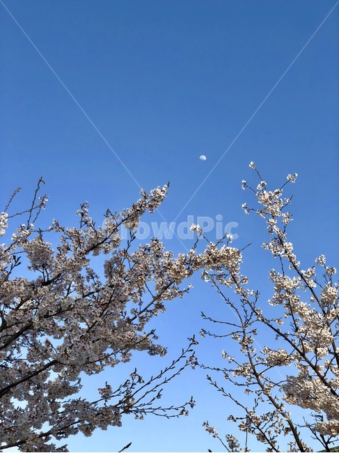 봄,벚꽃,하얀달,낮에뜨는달,whitemoon,하늘,cherryblossoms,spring,sky