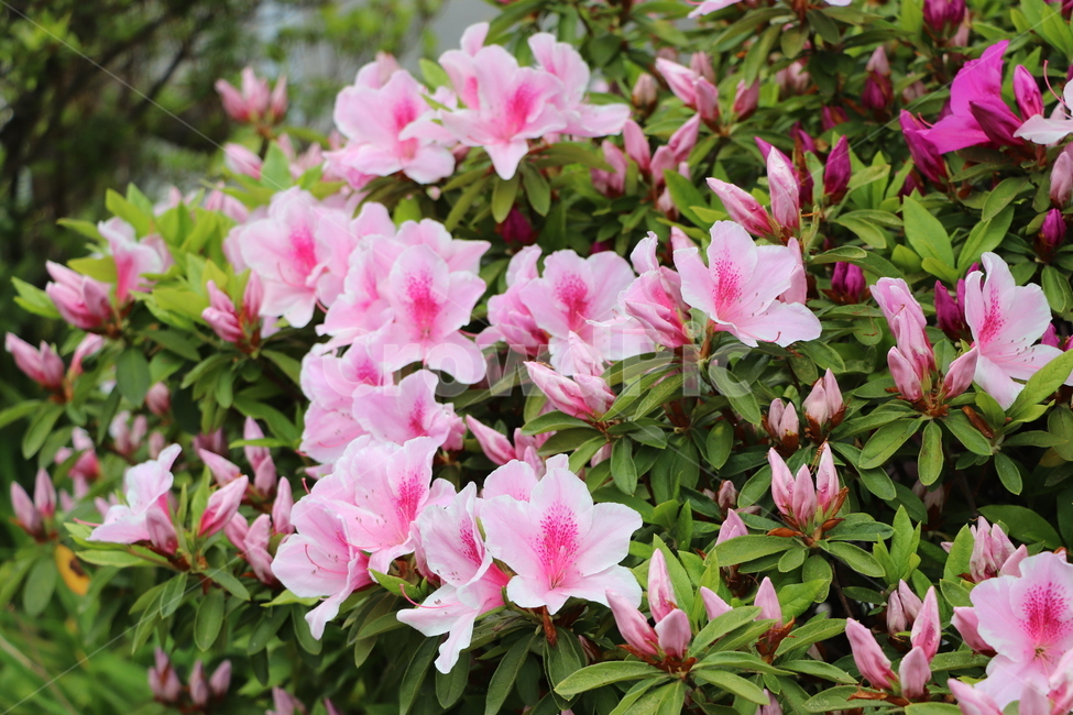 철쭉,화단,royalazalea,flowerbed,꽃,봄,flowers,spring