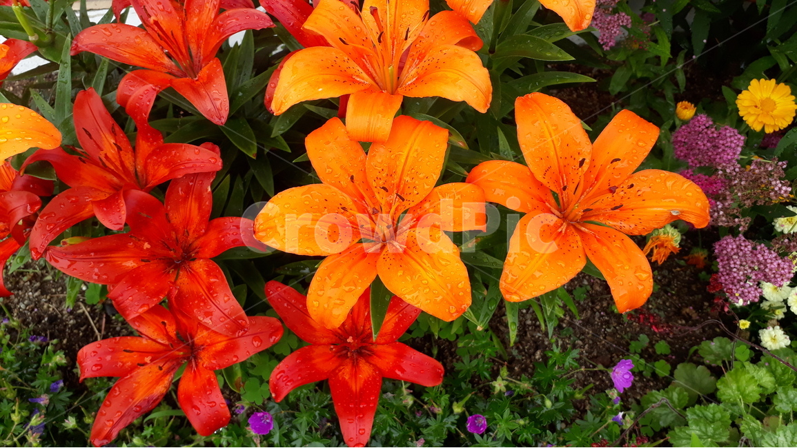 백합,lily,꽃,flower,식물,자연,야외,flowerbed,나리,yellow,orange,식물,자연,plants,nature,꽃,flower