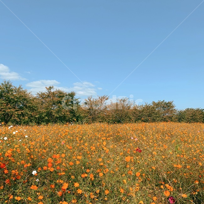 자연,countryside,nature,outdoors,farm,코스모스,가을,가을풍경,가을,계절,fall,autumn,season,자연,풍경,nature,landscape,field,들,grassland,목초지,옥외,농장,rural,농촌,meadow