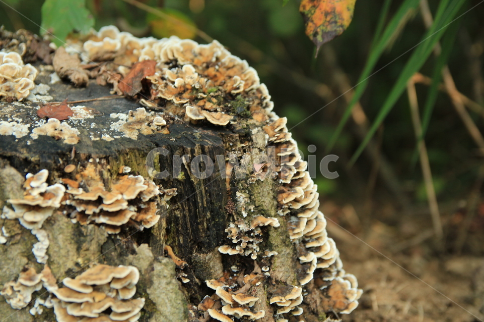 버섯,산버섯,곰팡이,산속,그루터기,썩은나무,버섯,mushroom