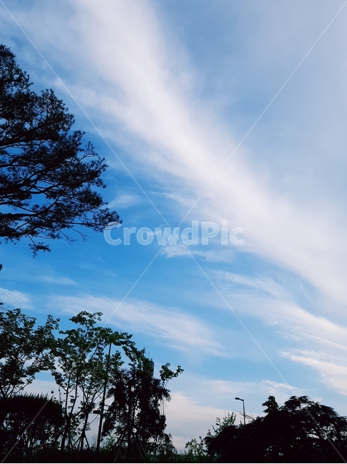 하늘,파랑,흰구름,풍경,나무,자연,풍경,nature,landscape,outdoors,옥외