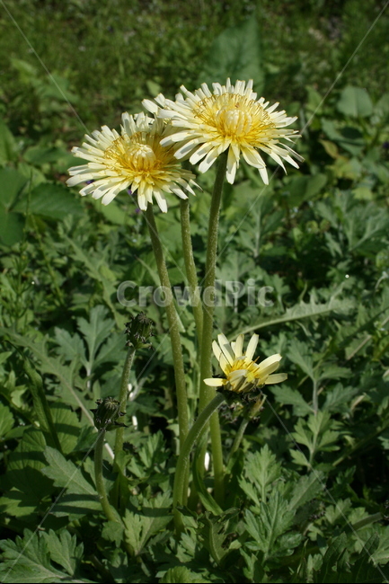 흰민들레,국화과,여러해살이풀,야생화,토종민들레,복공영,식물,자연,plants,nature,꽃,flower