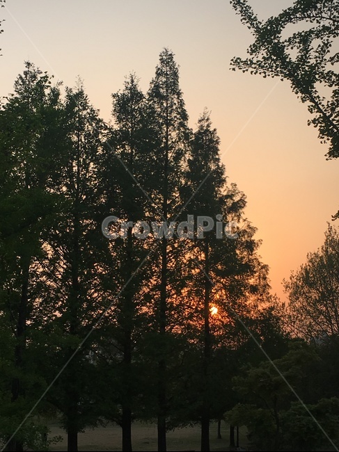 나무,노을,해,일몰,풍경,자연,풍경,nature,landscape,tree,plant,식물,fir,전나무