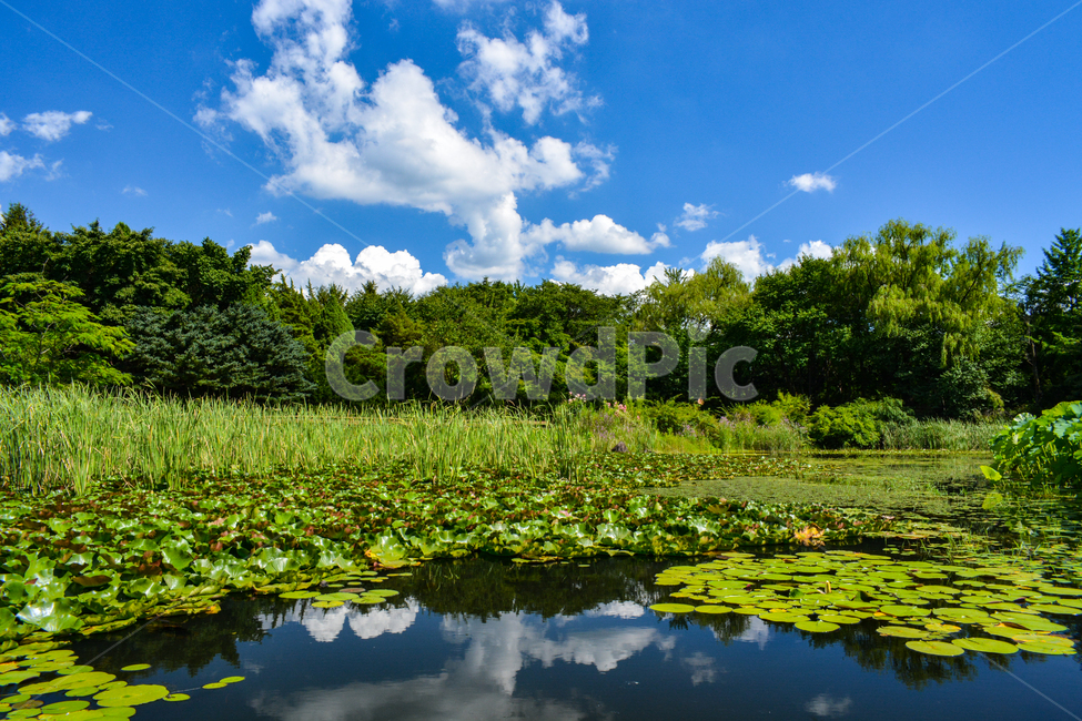 연못,연꽃,연잎,호수,구름,반영,자연,풍경,nature,landscape,outdoors,옥외,land,땅,water,물
