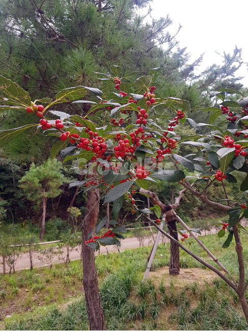 plant,식물,tree,나무,버찌,앵두,산열매,레드,숲속,산책,빨간열매,버찌나무,가을,autumn,가을풍경,산,나무,trees,wood,과일,열매,fruit