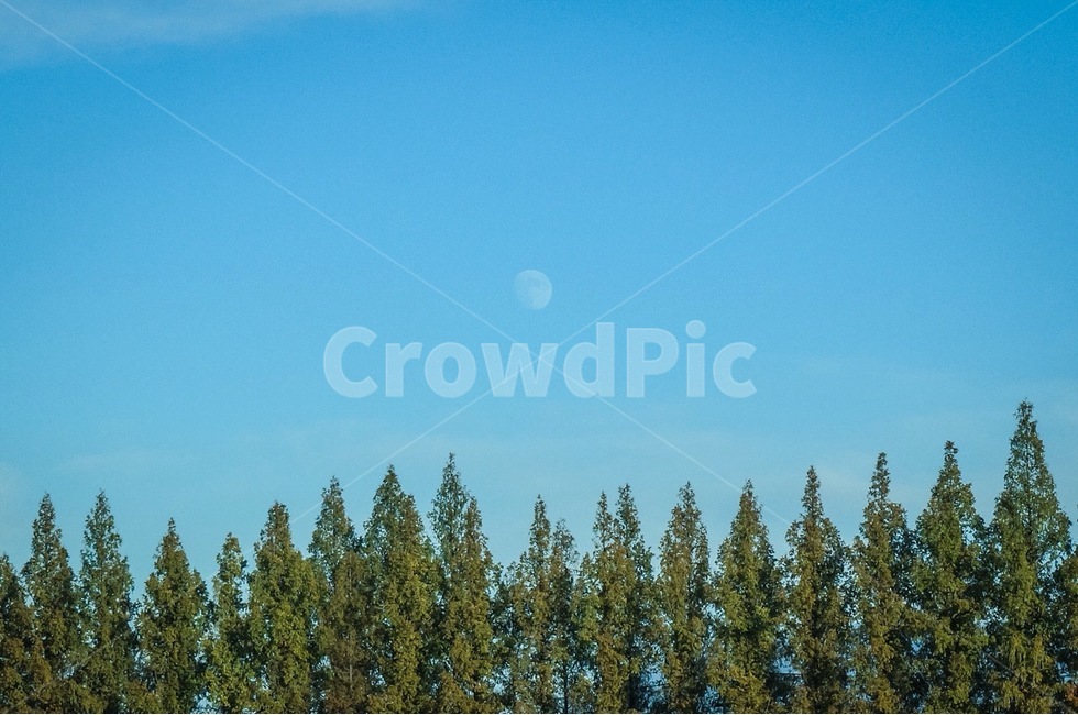 풍경,나무,하늘,sky,tree,달,moon,블루,blue,자연,풍경,nature,landscape,식물,plants,나무,trees,wood
