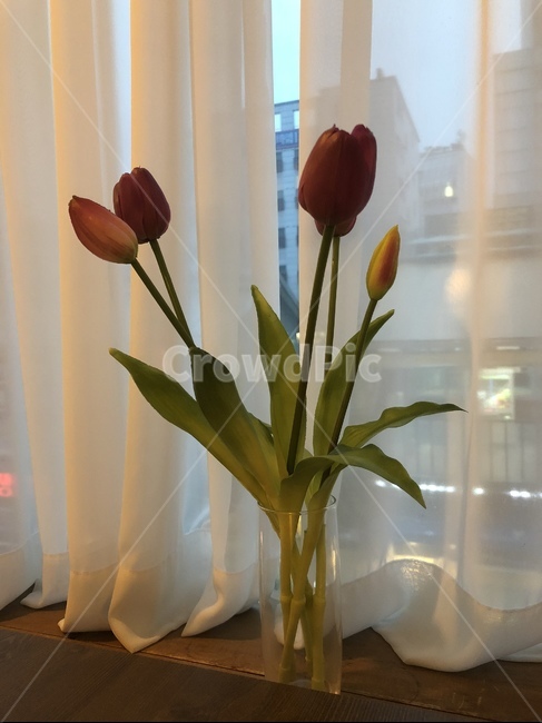 꽃꽂이,식물,flower,튤립,장식