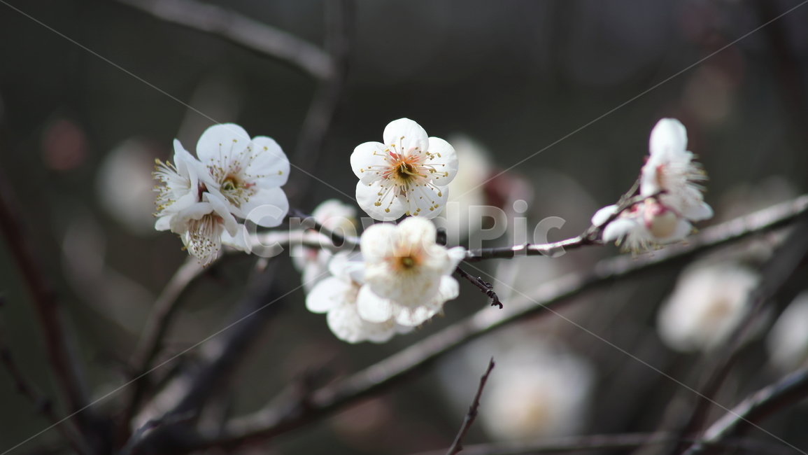 매화,꽃,japaneseapricot,prunusmume,봄,봄,계절,spring,season,식물,자연,plants,nature,꽃,flower,plant,animal,동물,bird,새,blossom