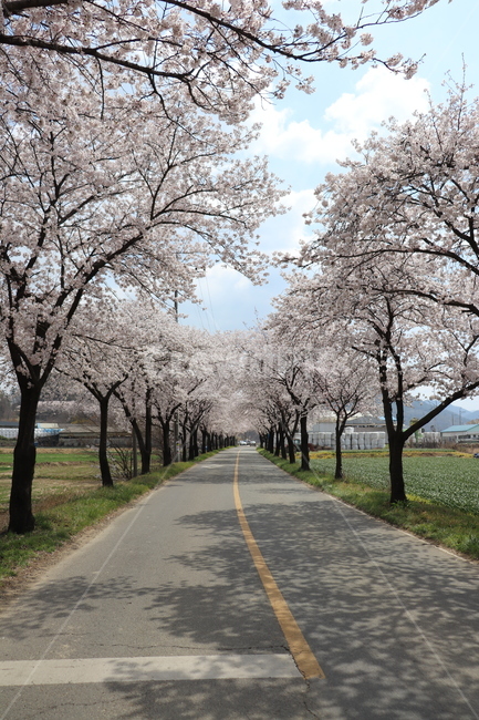 벚꽃,도로,밭,거리,그림자,봄,계절,spring,season,plant,식물,flower,꽃,blossom