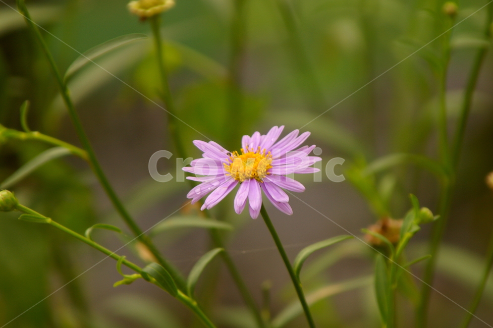 초록,잎,잎사귀,plant,식물,blossom,daisy,daisies,데이지,flower,꽃