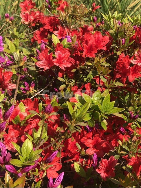 철죽,진달래,빨간꽃,꽃잎,풀,풀잎,식물,자연,plants,nature,꽃,flower