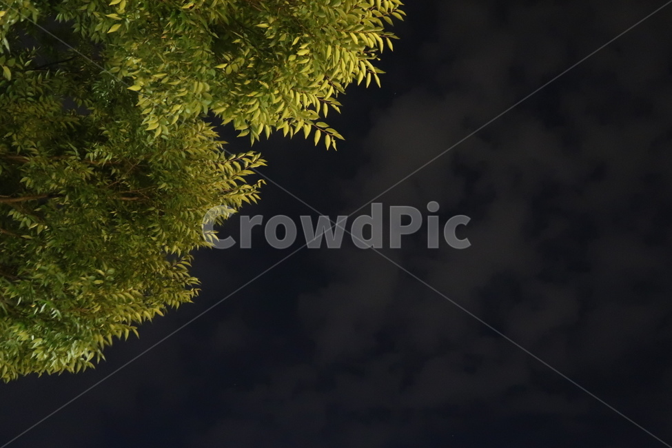 밤하늘,밤,하늘,감성,감성사진,야경,밤,풍경,nightscape,night,landscape,plant,식물,tree,나무,conifer,구과 식물,fir,전나무
