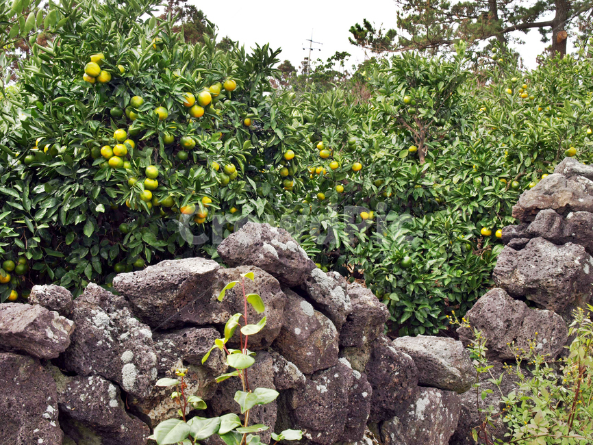 귤밭,농사,밭,올레5코스,올레길,제주,서귀포시,작물,돌담,제주도,jeju,jeju island,plant,식물