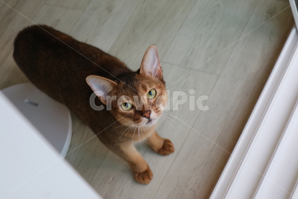 동물,고양이,애완동물,반려동물,아비시니안,동물,animal,포유류,mammal,고양이,cat,kitten,kitty