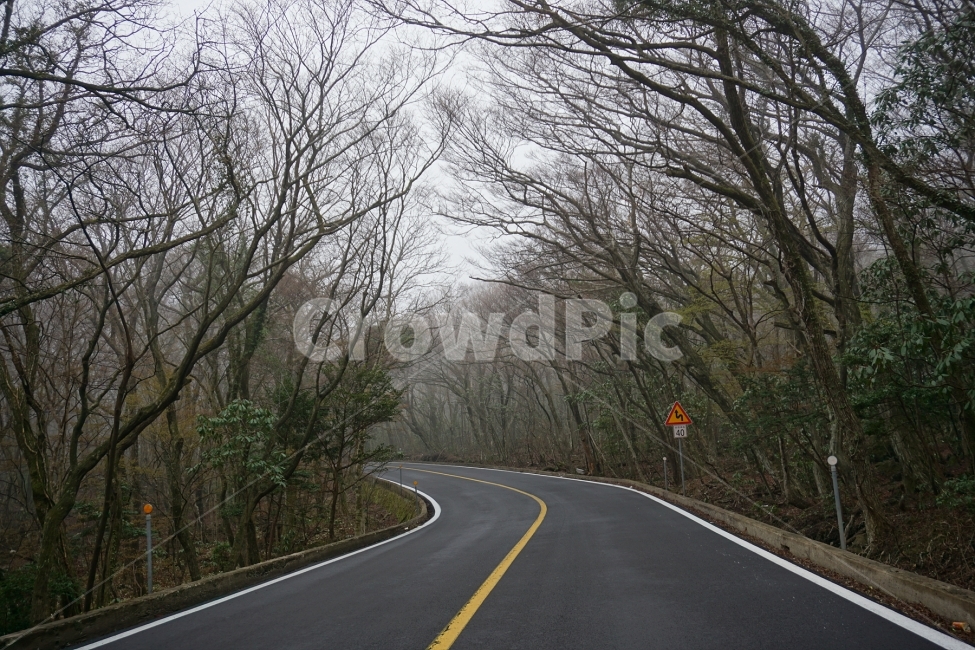 제주도,한라산,한라산길,1100도로,516로,tree,trip,journey,vacation,자연,풍경,nature,landscape,교통,교통수단,traffic,transportation,road,도로,highway,고속도로,freeway,고속 도로