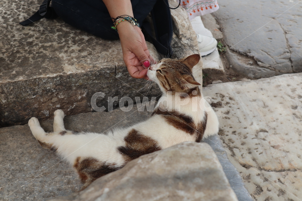 고양이,애교,길고양이,cat,cute,kitten,동물,animal,포유류,mammal,고양이,cat,kitten,kitty