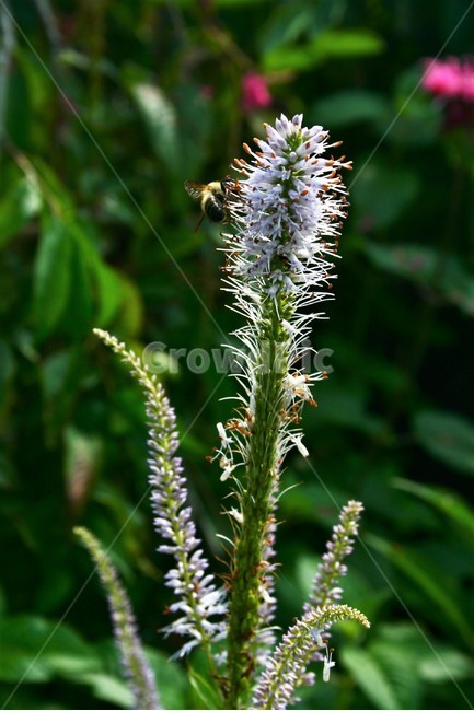 산꼬리풀,현삼과,여러해살이풀,야생초,식물,자연,식물,자연,plants,nature