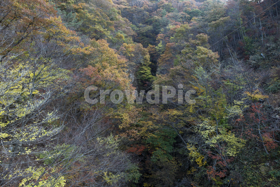 산,가을,단풍,붉은,수채화,울긋불긋,가을,계절,fall,autumn,season,자연,풍경,nature,landscape,vegetation,초목,plant,식물,tree,나무,outdoors,옥외