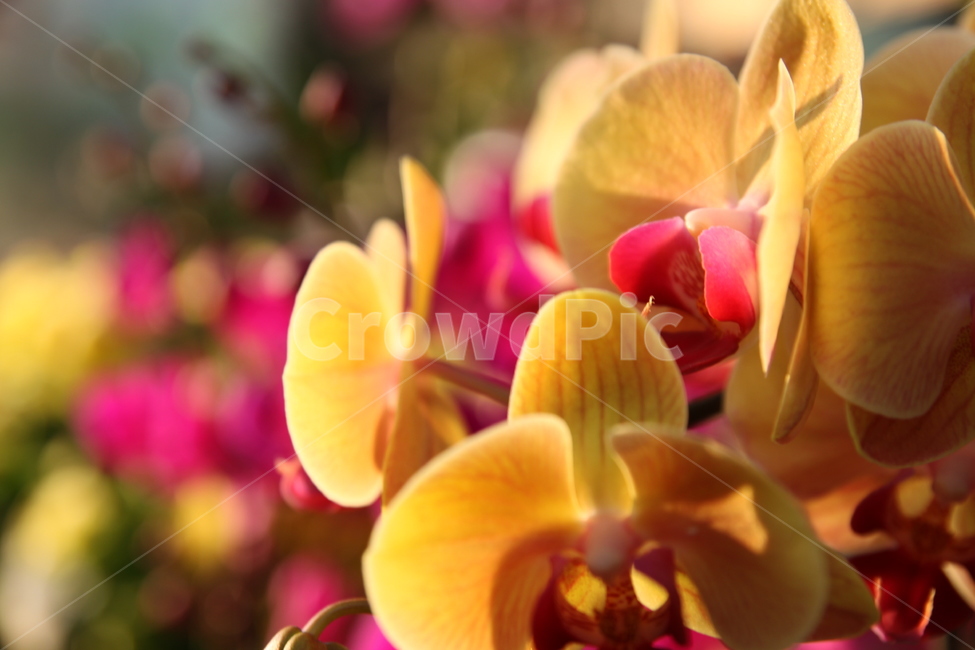 화분,식물,plant,꽃,blossom,flower,식물,자연,plants,nature,꽃,flower