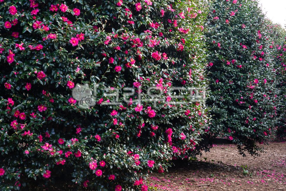 동백꽃,겨울꽃,꽃,겨울에피는꽃,나무,숲,식물,정원,꽃들,감성,camellia,winterflower,flower,flowersbloominginwinter,tree,plant,forest,garden,emotion,bolssom,아름다운,beautiful,제주도,jejulsland,제주도풍경,jejulslandscenery