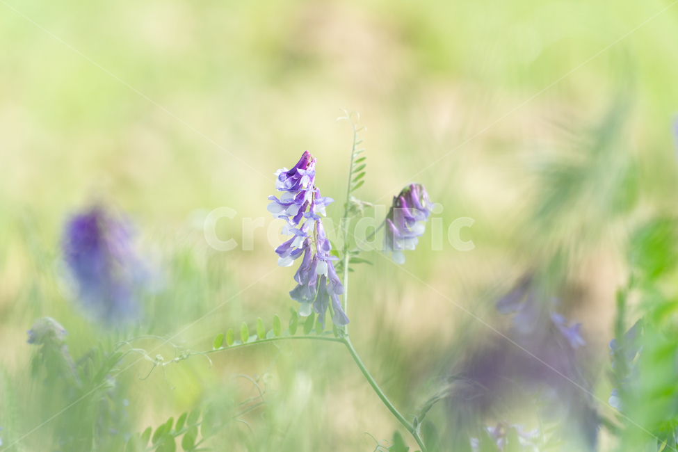 꽃,식물,감성,보라,남색,식물,자연,plants,nature,꽃,flower
