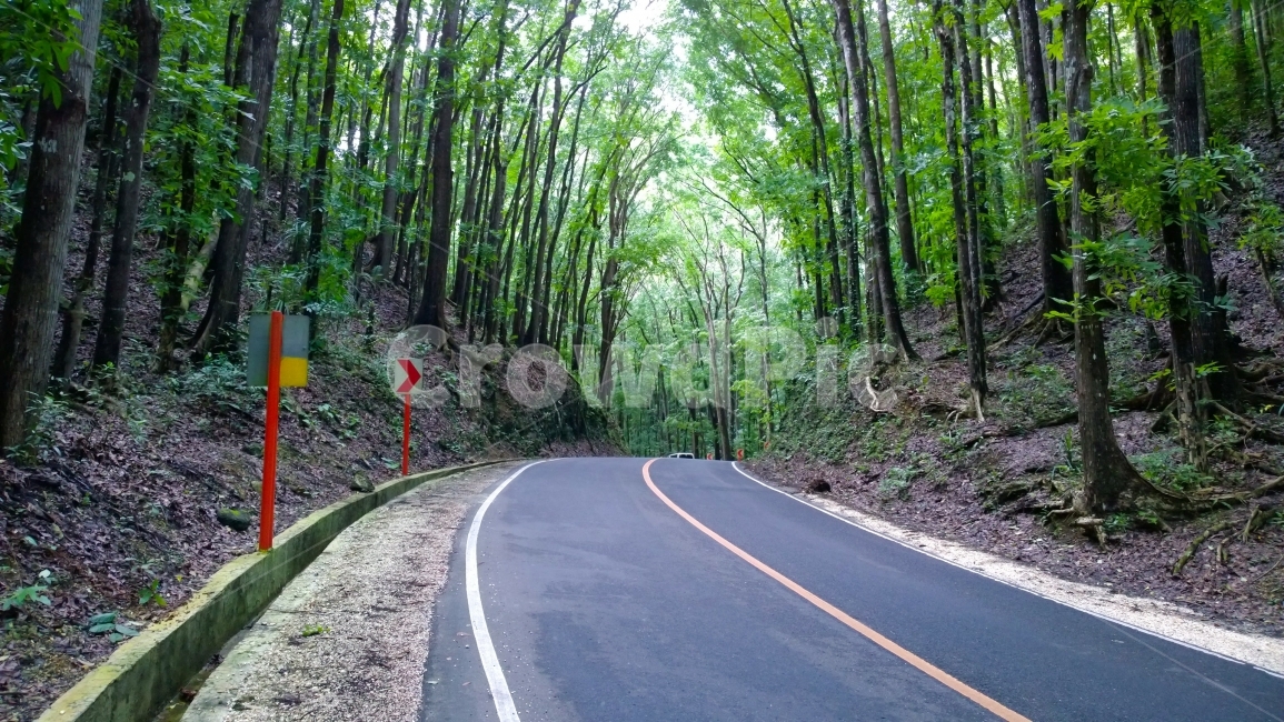 필리핀,보홀,여행,자연,배경,Philippines,Bohol,Travel,Trip,Nature,Natural,Background,길,숲,도로,표지판,녹색,그린,나무,Road,Forest,섬,Island,바탕,Green,Tree,Tourism,Tourist,자연경관,자연경치,해외,동남아,아름다운,Beautiful,Landscape,자연,풍경,nature,landscape,휴식,힐링,rest,relaxation,healing,교통,교통수단,traffic,transportation,road,asphalt,아스팔트