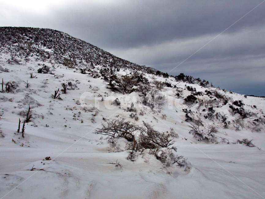 어리목,제주도,한라산,설경,겨울,설화,겨울산,눈,겨울,계절,winter,season,자연,풍경,nature,landscape,outdoors,옥외,slope,경사,mountain,산