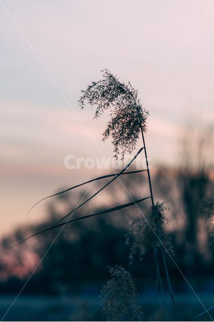 가을,억새,하늘,식물,자연,plants,fall,autumn,갈대,landscape,blue,nature,korea,배경화면,가을,계절,fall,autumn,season,식물,자연,plants,nature,grass,잔디,plant,lawn,reed
