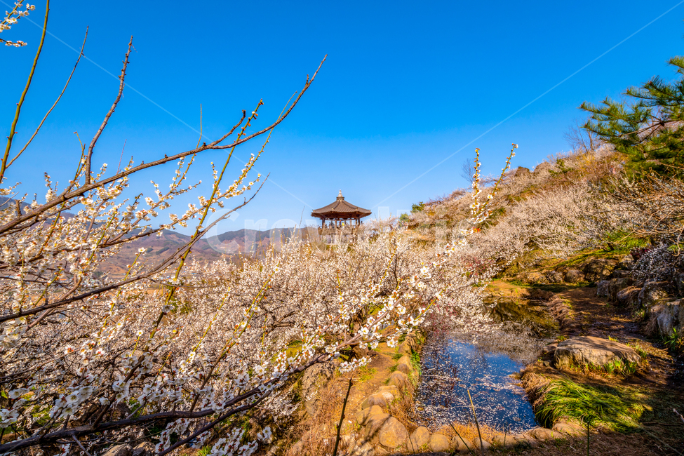 매화,꽃,청매실농장,매실,광양,전라남도,봄,계절,spring,season,자연,풍경,nature,landscape,한국자연풍경,한국자연경관,korea nature landscape,outdoors,옥외