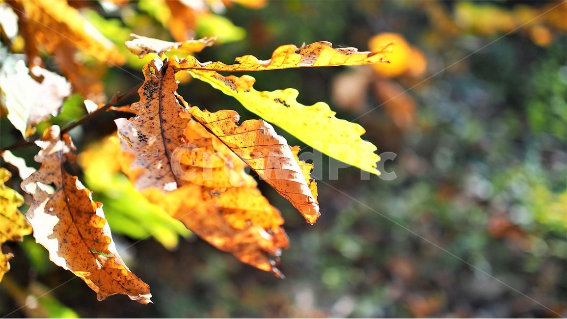 가을,아침,단풍,낙엽,역광,햇살,풍경,자연,감성,찬란한,눈부신,나뭇잎,leaf,sunshine,nature,가을,계절,fall,autumn,season,식물,자연,plants,nature,plant,잎,veins,정맥