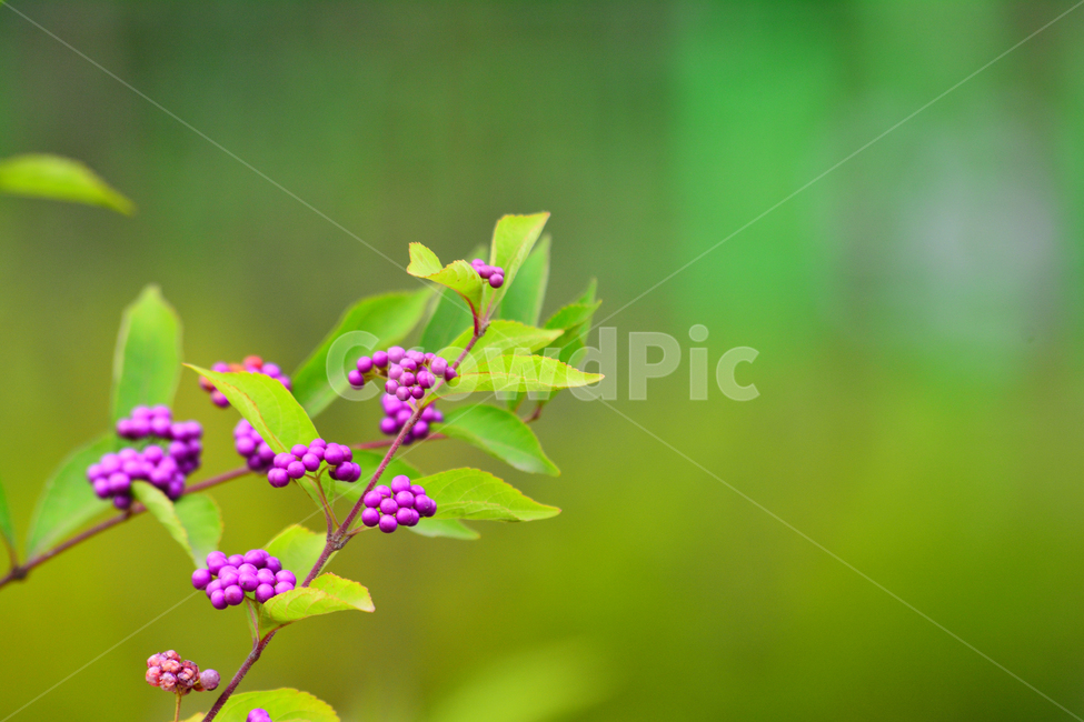 나무열매,보라색,열매,작살나무,좀작살나무,가을열매,예쁜,퍼플,나무,식물,plants,purple,violet,자주색,작은,초가을,바이올렛,다닥다닥,식물,자연,plants,nature,과일,열매,fruit
