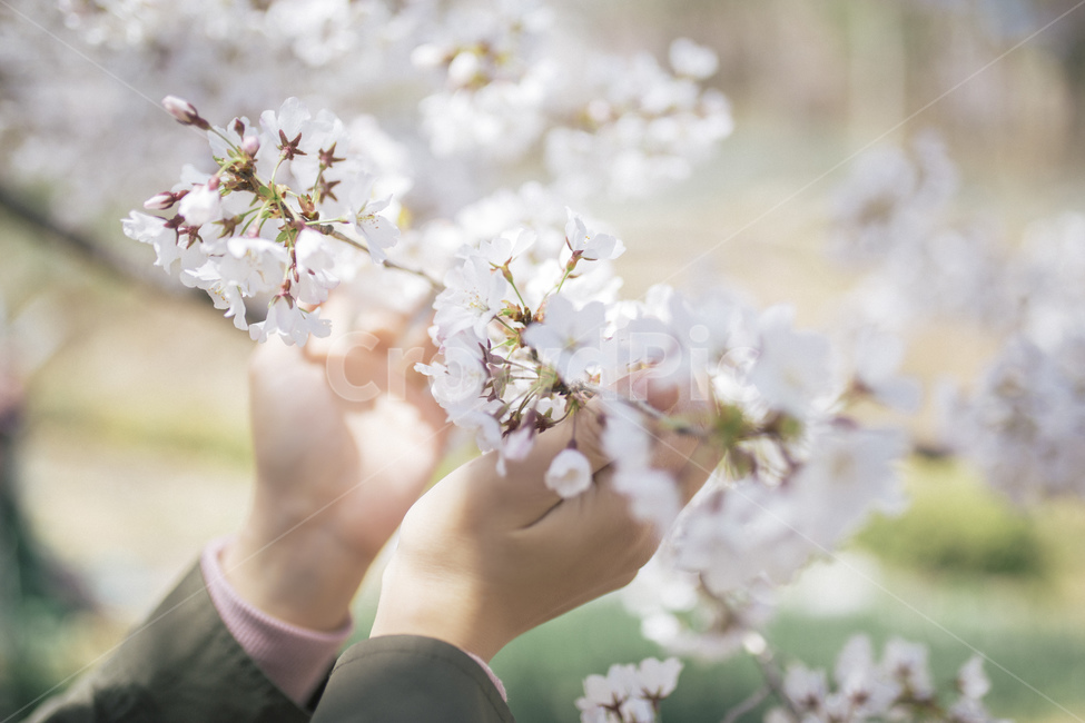 벚꽃,손,여자,봄,감성사진,감성,꽃놀이,벚꽃만개,봄,계절,spring,season,식물,자연,plants,nature,꽃,flower,사람,인물,인간,human,person,신체일부,몸,body,감성,sensible,feeling,plant