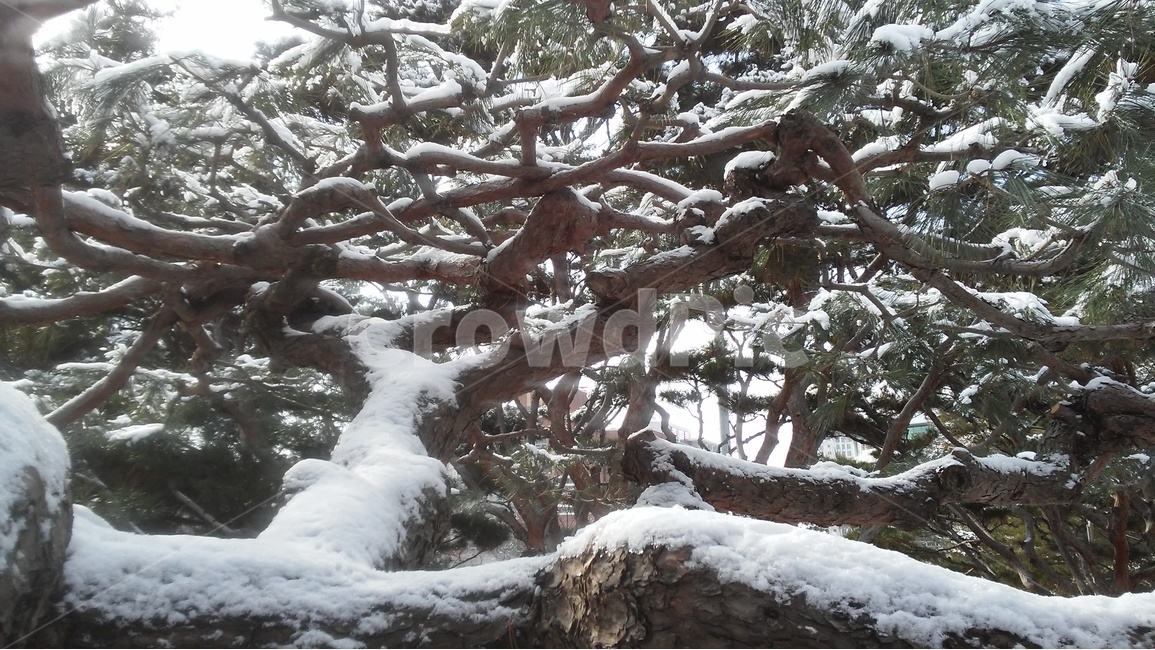 소나무,솔방울,송화,적송,상록교목,송잎,겨울,계절,winter,season,식물,자연,plants,nature,나무,trees,wood