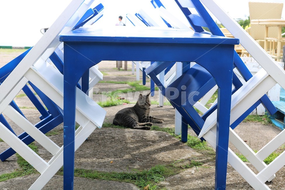 고양이,테이블,의자,휴식,cat,동물,animal,포유류,mammal,고양이,cat,kitten,kitty