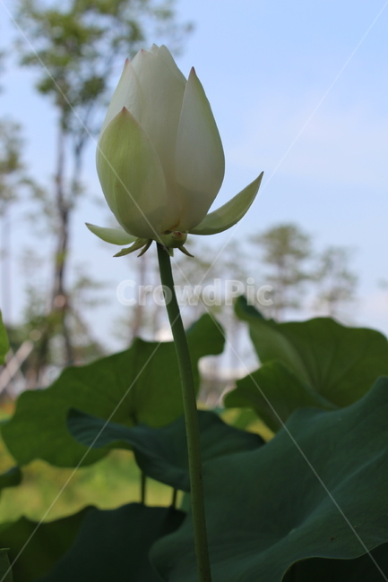 한송이,자연,식물,연꽃,연잎,흰색,초록색