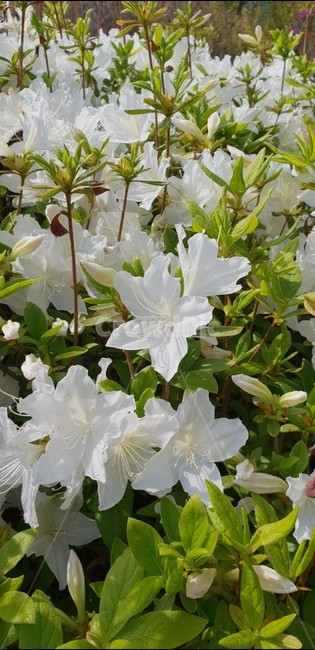 꽃,flower,식물,봄,하얀꽃,plant