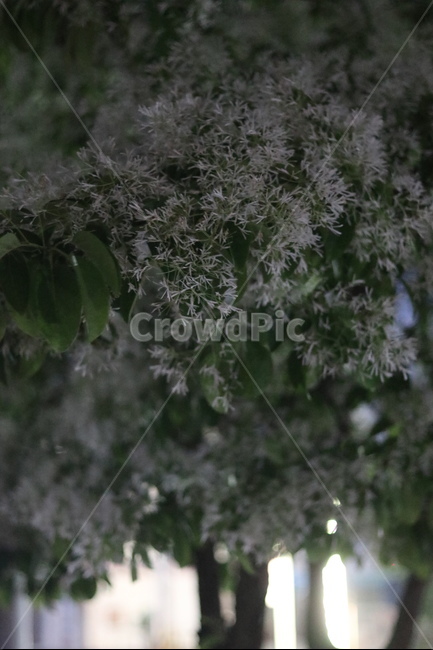 이팝나무꽃,흰색,봄,야경,연두잎,야경,밤,풍경,nightscape,night,landscape,식물,자연,plants,nature,꽃,flower,pottery,도기류,plant,potted plant,화분,vase,병 장식,jar,항아리
