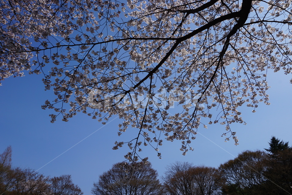 벚꽃,봄꽃,꽃,봄,벚꽃나무,나무,spring,flower,하늘,풍경,sky