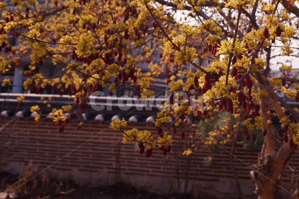 봄,꽃,한국적인,노란색,꽃봉오리,고즈넉한,편안한,힐링,식물,자연,plants,nature,꽃,flower