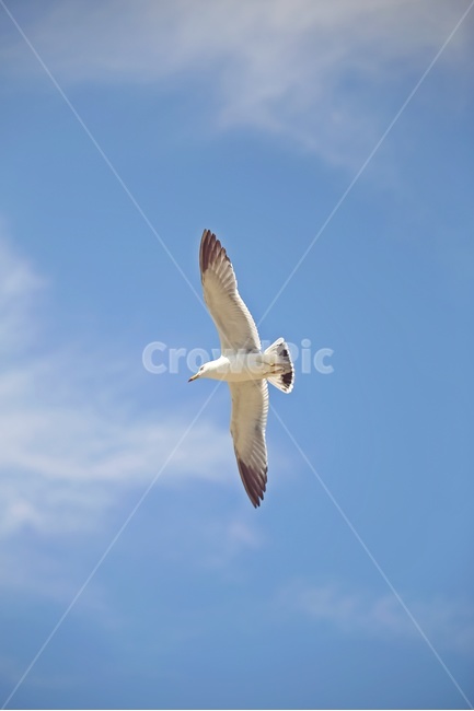 파란하늘,갈매기,날다,하늘,seagull,bluesky,fly,자연,풍경,nature,landscape,동물,animal,조류,새,birds,bird,flying,나는