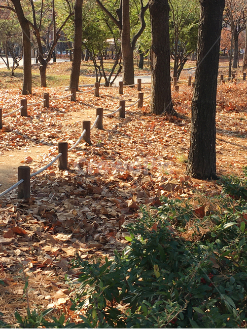 거리,street,보도,walkway,sidewalk,풍경,scenery,나무,tree,나무줄기,treetrunk,낙엽,deciduous,잎,leaf,생활,life,공원,park,바닥,땅,ground,floor,flooring,식물,plant,통로,path,길,road
