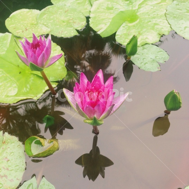 꽃,연못,연꽃,자연,풍경,핑크,분홍,flower,lotus,pink,green,pond,식물,자연,plants,nature,꽃,flower