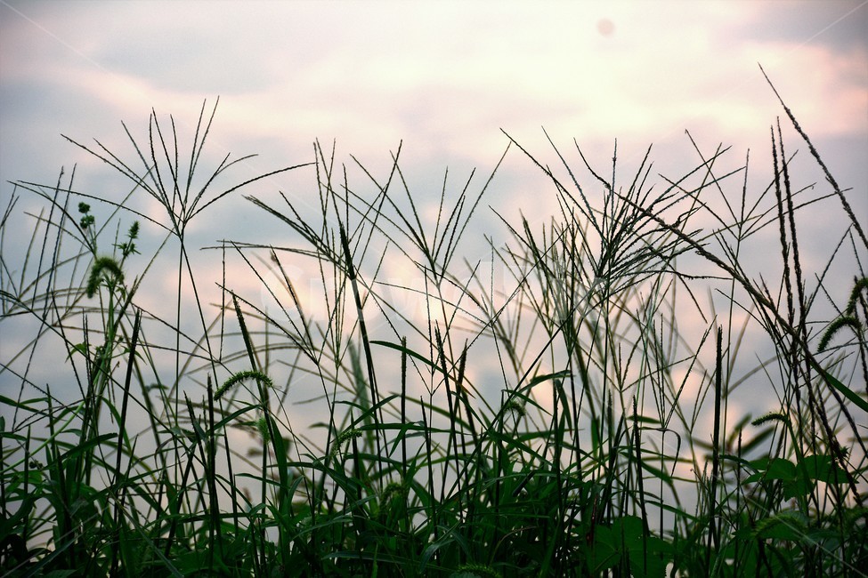 식물,풀,석양,자연,하늘,식물,자연,plants,nature