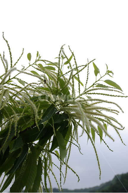 밤꽃,꽃,식물,flower,plant,식물,자연,plants,nature