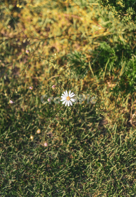 가을,꽃,바람,감성,잔디,풀,공원,휴식,식물,자연,plants,nature,꽃,flower