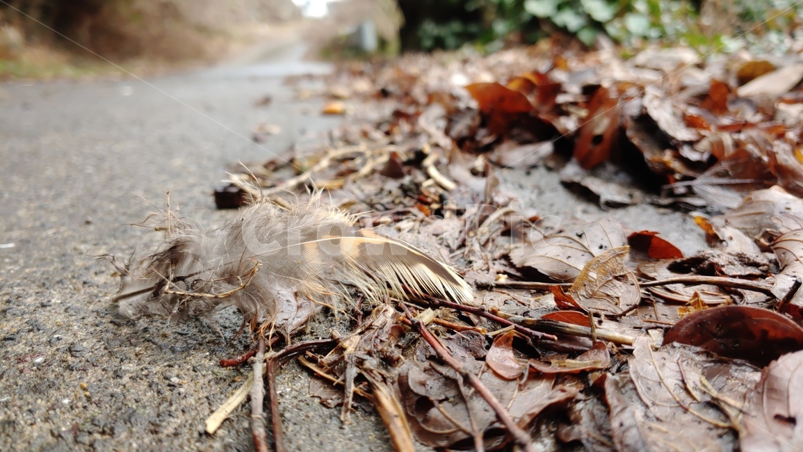 깃털,꿩깃털,brown,plumaje,feather