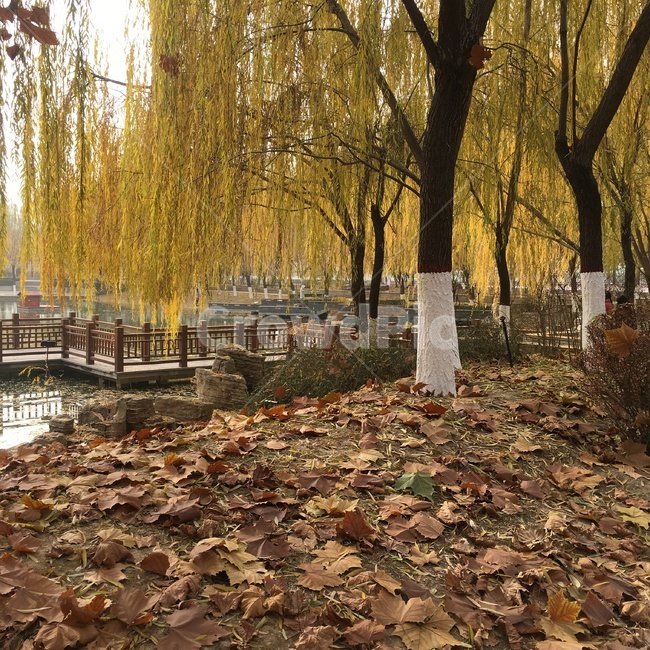 자연,가을,계절,낙엽,나무,풍경,쓸쓸,고독,쓸쓸함,아름드리,느티나무,tree,plant,식물